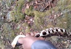 五步蛇咬人视频,紧急救援与科普警示